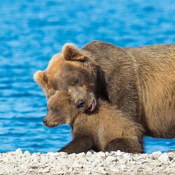 Любовь матери.