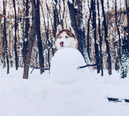 Лучший снеговик, согласны