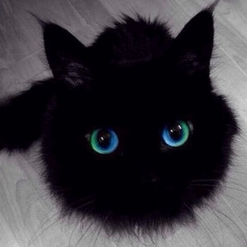 Коты — это ценнейший ресурс.