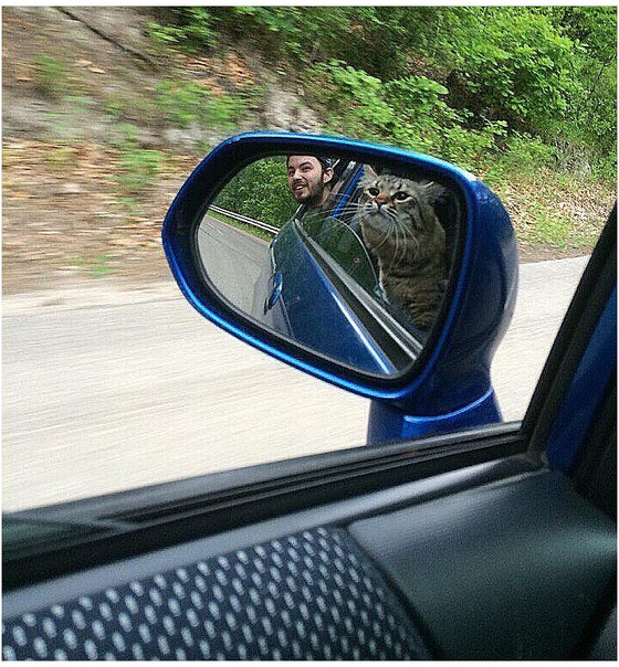 Кoгдa xoзяин нaжpaлcя, и тeбe пpиxoдитcя вeзти eгo дoмoй