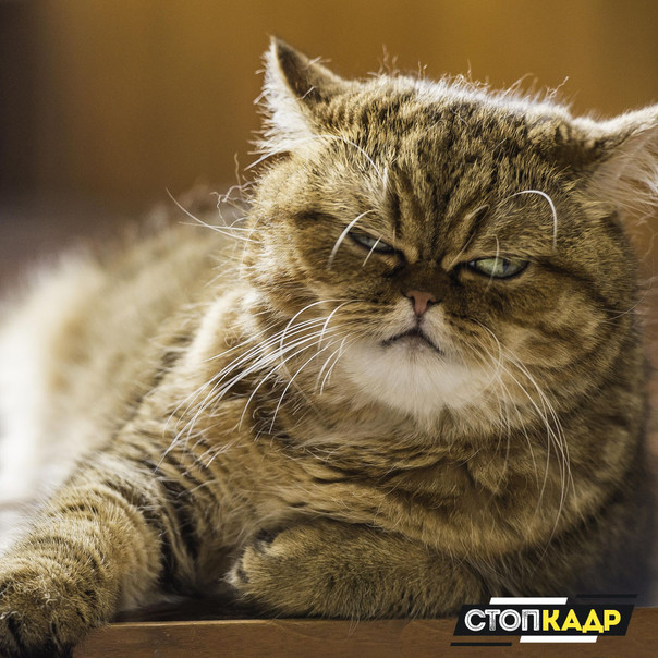 Какое у вас настроение сегодня 