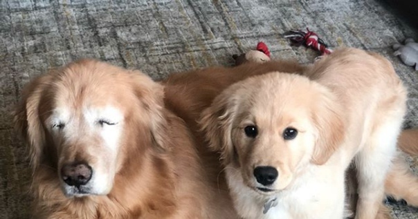 Пёс Чарли ослеп на оба глаза, но ему на помощь пришёл 4-месячный Маверик. Трогательная история двух золотистых ретриверов, которые прославились на весь интернет: 