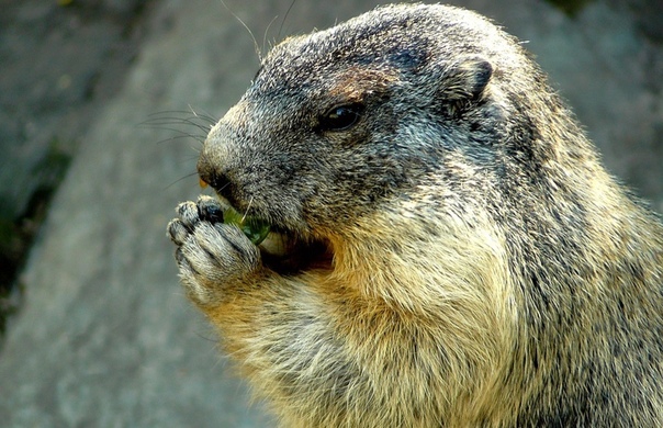 На западе Монголии два человека умерли от чумы. По данным Роспотребнадзора, случаи связаны с употреблением в пищу сырого сурка: 