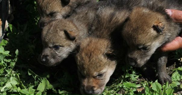 Егерь из Казахстана спас от смерти пятерых маленьких волчат и назвал их в честь лютоволков из 