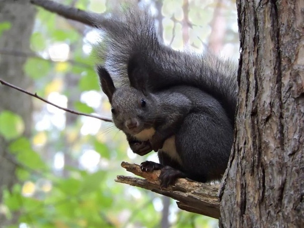 Невероятно красивый окрас!