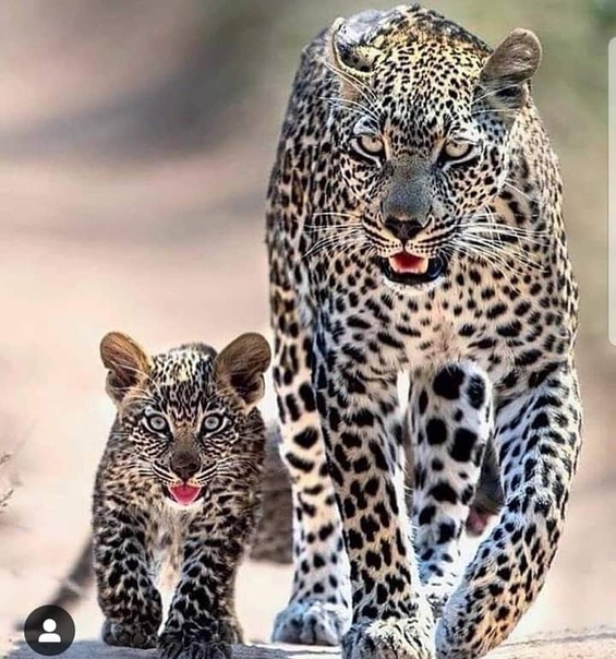 С мамой ничего не страшно...