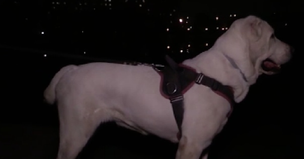 На юге Москвы два алабая защитили свою хозяйку от маньяка, который попытался задушить женщину собачьим поводком: 