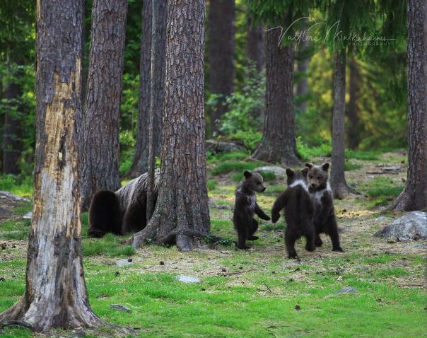 В финском лесу 