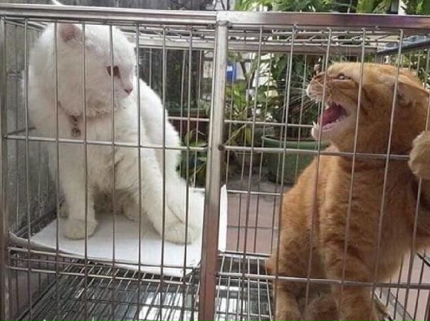 Любовь она такая