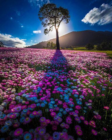 Новый Южный Уэльс, Австралия