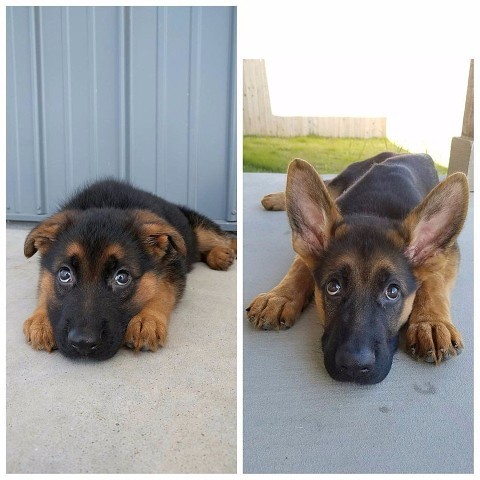 Маленький ушастик!