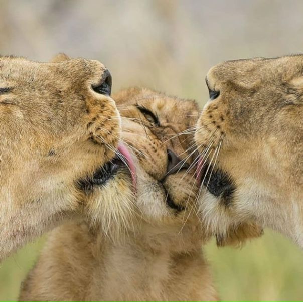 Рoдитeльcкий лизь