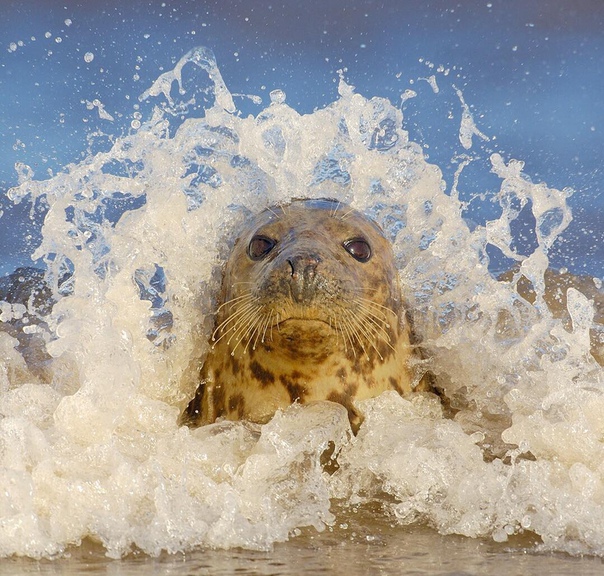 Великолепное изображение