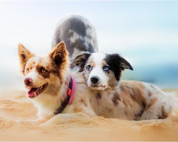 Два друга на пляже