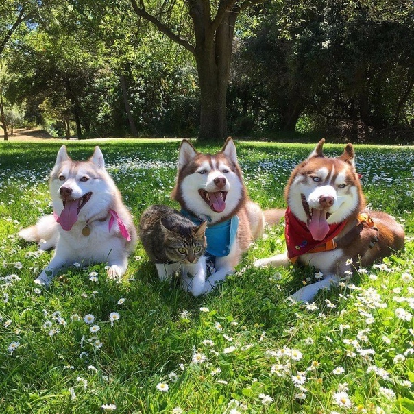 Кошка, которую спасли и вырастили хаски