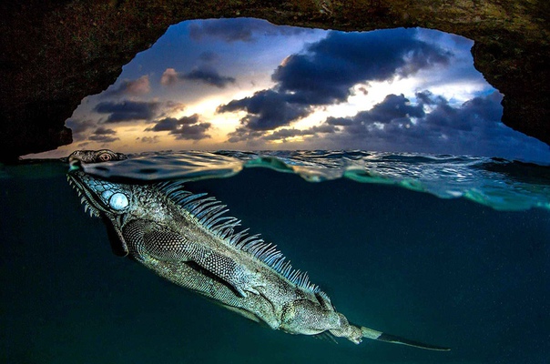 Игуана изящно плывет в пещере на закате