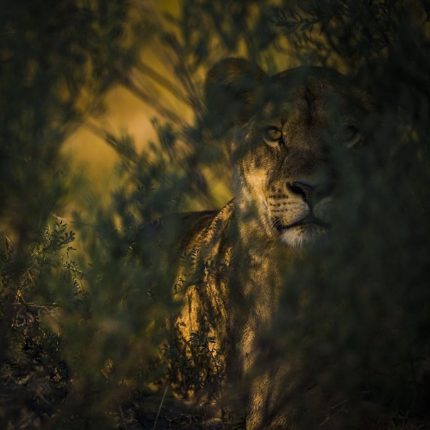 Какой взгляд!