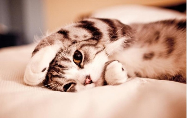 Устал - набегался за целый день