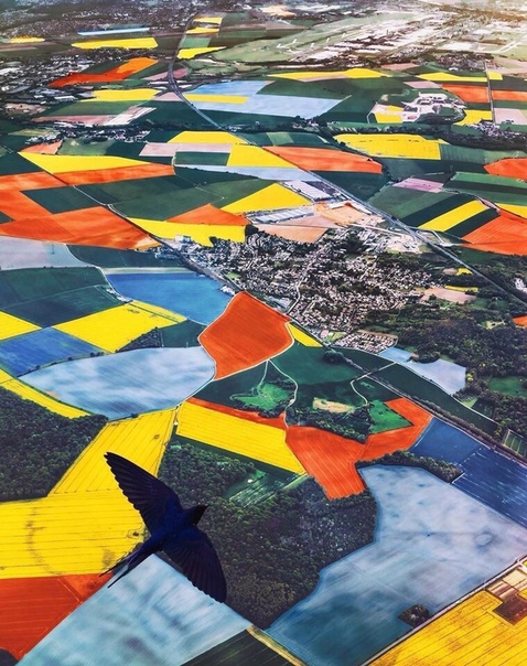 Тюльпановые поля, Голландия.