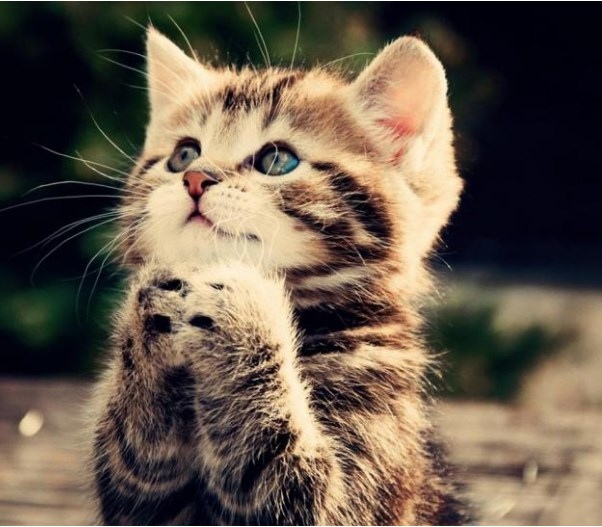 Ути божечки, как это мило!