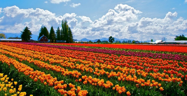 Цветочная ферма.