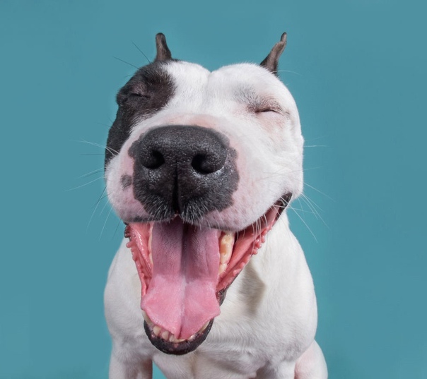 Собачья радость.