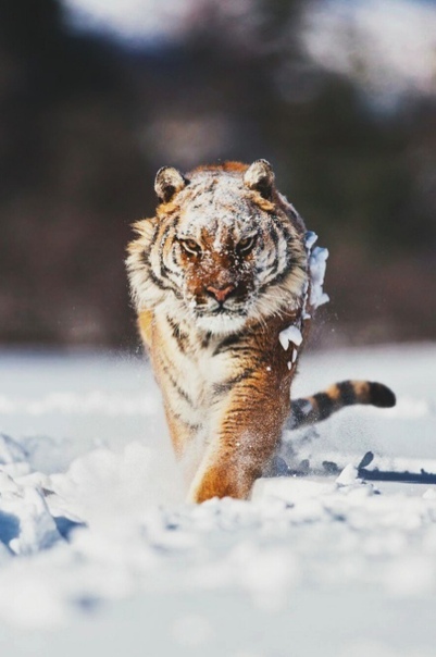 Фото с характером.