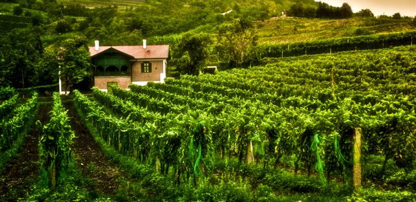 Виноградники на горе Бадачонь на берегу озера Балатон, #Венгрия