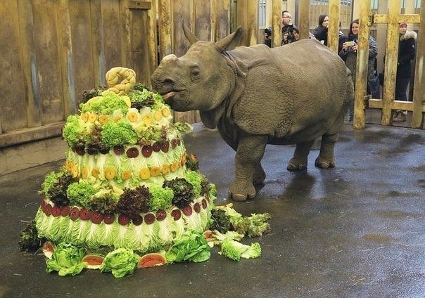 Торт на День Рождения маленькому носорогу.