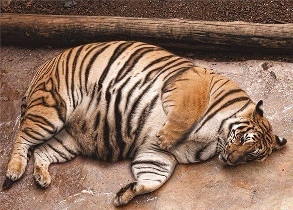 Тигр, который ел после 6
