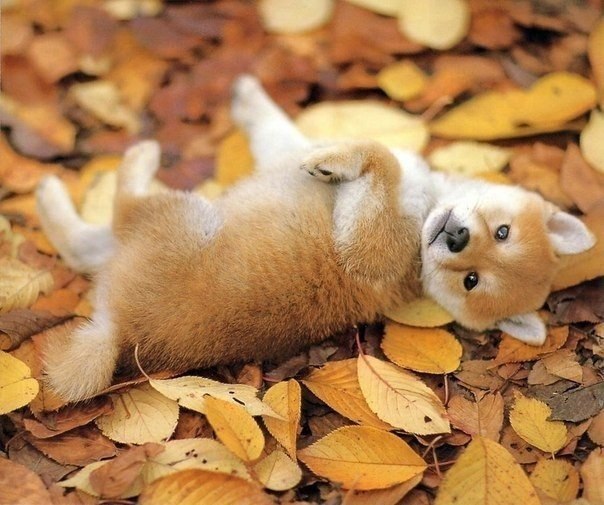 Щенок лежит в осенней листве