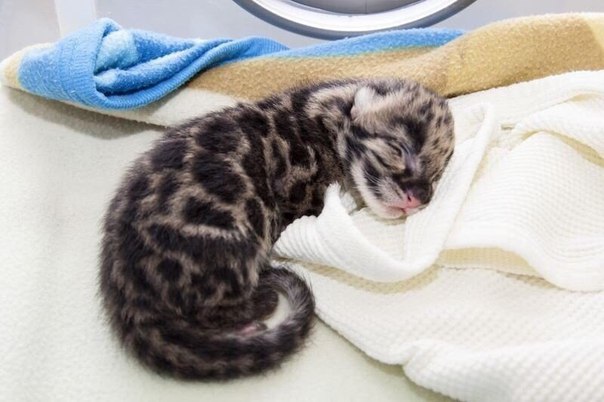Новорожденный леопард
