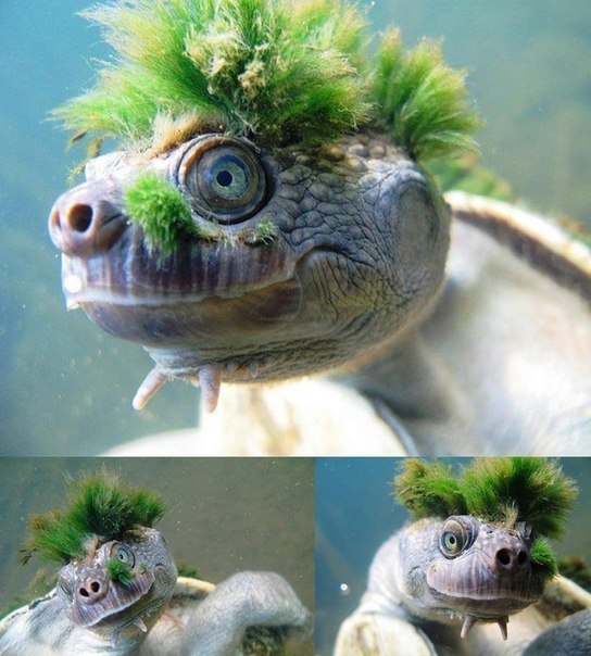 Речная черепаха