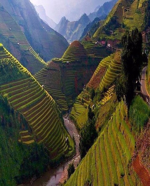 Рисовые поля в Бутане