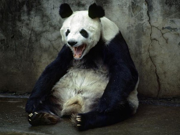 Гигантская панда зевает