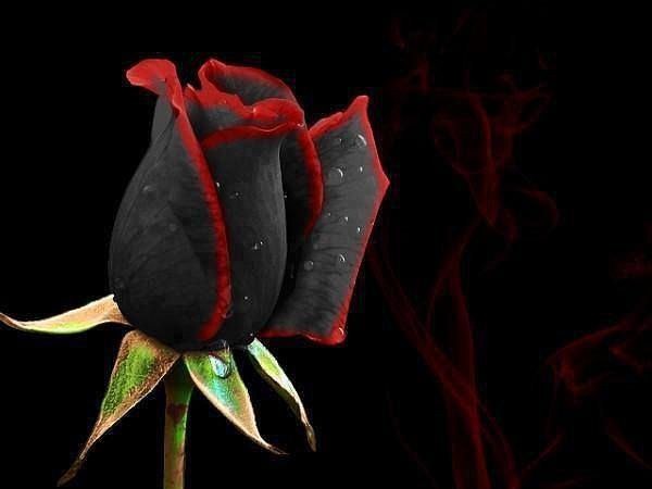 Черная роза - чудо природы.