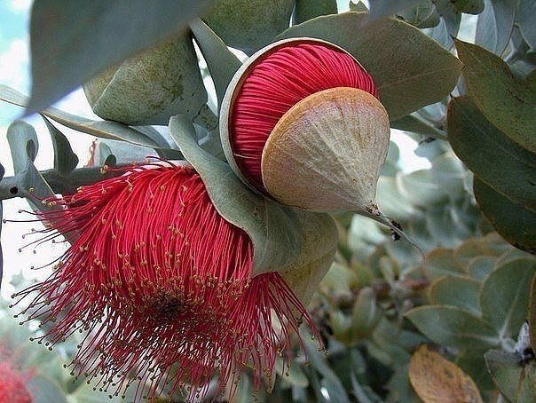 Удивительный цветок эвкалипта