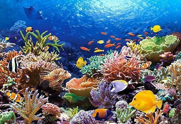 Большой Барьерный риф. Австралия