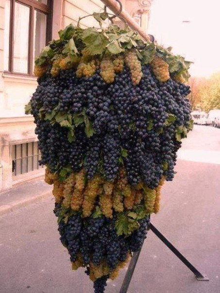 Вот это гроздь винограда!