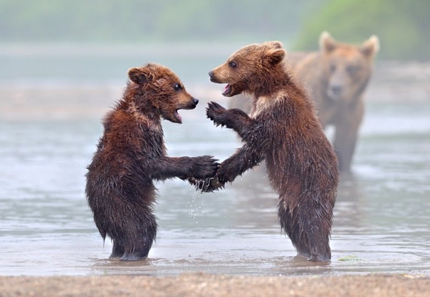 Два медвежонка поспорили на рыбу.
