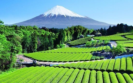 Чайные сады недалеко от горы Фудзи, Япония