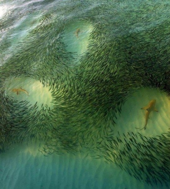 Мелкая рыба расступается перед рифовыми акулами