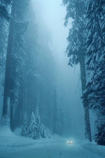 Зимний лес. Восхитительный кадр!