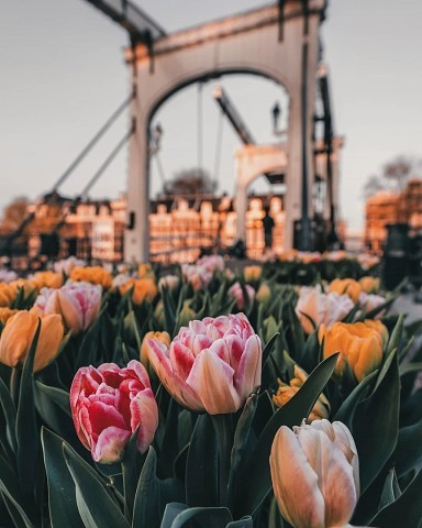Весна в Нидерландах