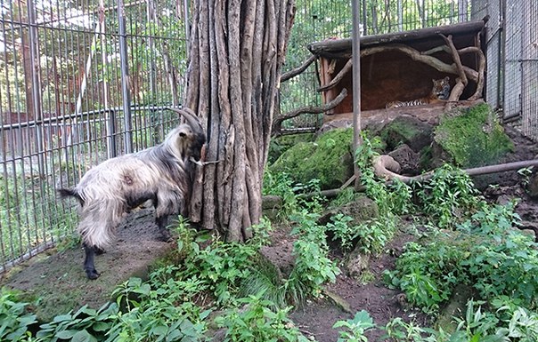 Невесту тигра Амура Уссури поселили с козлом Туром: 