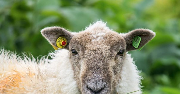 Стадо овец превратилось в угрозу для ПРО США в Румынии: 