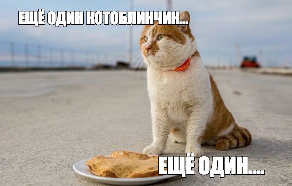 Знаменитого крымского кота Мостика посадили на диету после Масленицы: 