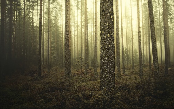 Таинственный финский лес в Меллакоски