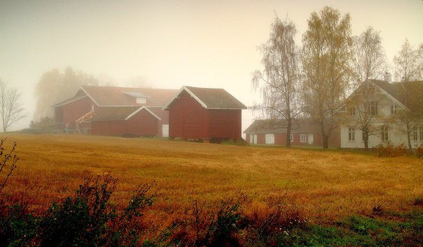 Туманное утро в Норвегии 