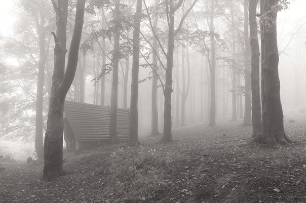 Туманный лес, окрестности Тронхейма, Норвегия 
